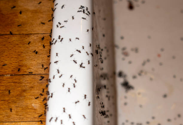 Best Cockroach Control Services  in Venersborg, WA